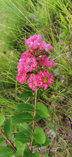 娇艳粉色花卉绽放草丛