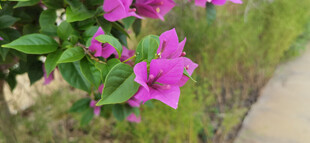 路边绽放的紫色美丽花朵