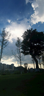 黄昏下的树林与天空美景