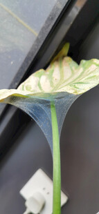 独特绿植叶片与透明丝网特写