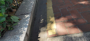 路边光影下的绿植与地面