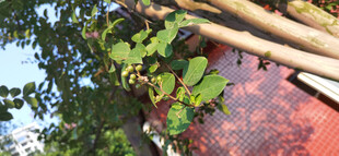 红墙建筑与绿叶特写