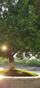 阳光下圆形花坛葱郁大树