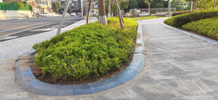 路边绿植景观