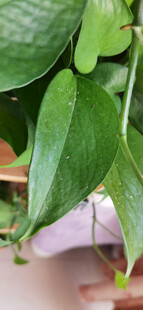 翠绿藤蔓植物特写