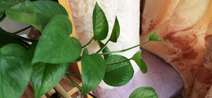 窗边翠绿植物生机盎然