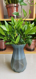 灰瓶绿植装点家居角落