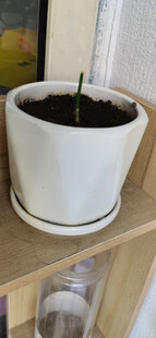 白色花盆中的黑色土壤