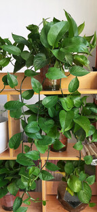 多层架上的繁茂绿植