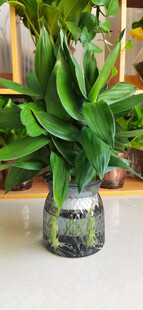 透明花瓶中的翠绿植物