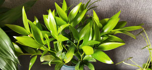 翠绿清新室内绿植盆栽