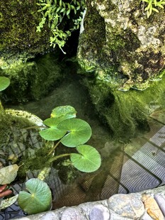 静谧池塘中的翠绿睡莲