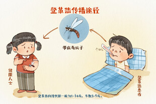 手绘水彩之登革热传播途径插画