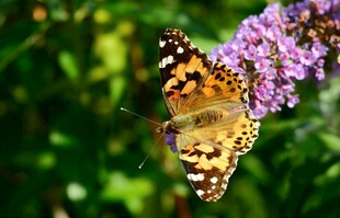 彩蝶停驻紫花上
