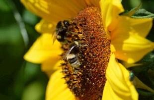 蜜蜂采蜜于向日葵花朵中