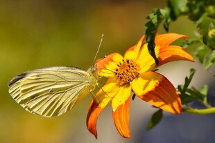 白蝶停驻艳丽花朵