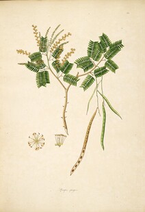 植物手绘插画图