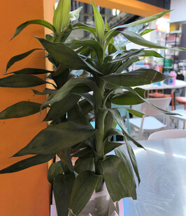 室内绿植盆栽展示