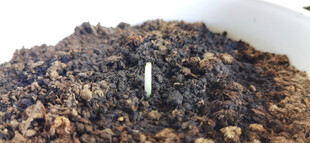 土壤中的白色新芽