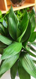 翠绿生机的室内绿植