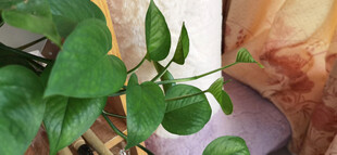 翠绿生机植物特写