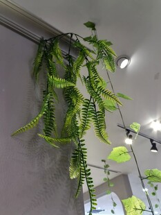 垂吊仿真绿植装点室内空间