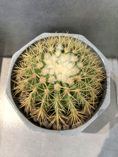 盆栽仙人球特写