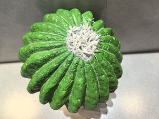 仿真绿色仙人掌特写