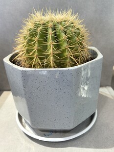 灰盆中的翠绿仙人球