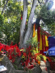 灵泉寺三姊妹柏