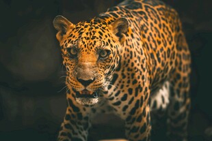 黑暗中凝视的矫健花豹