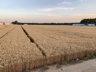 麦地