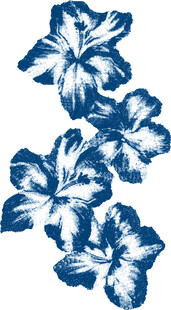 蓝白扶桑花图案