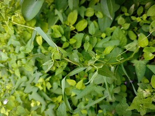 翠绿繁茂的绿色植物景观