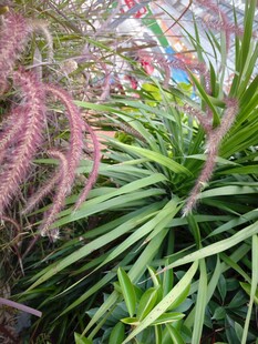 粉绿相间的独特植物景观