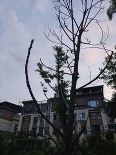 黄昏下的枯树与房屋