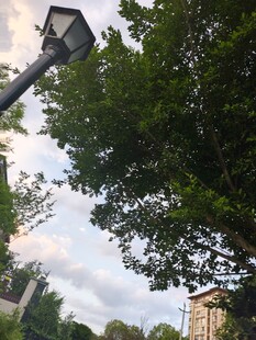 路灯下的绿树与天空