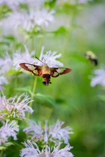 蜂鸟鹰蛾停于紫色花朵