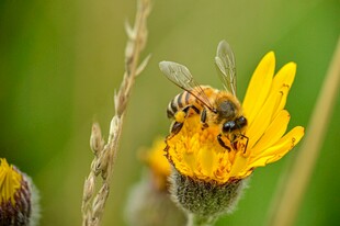 蜜蜂采蜜于黄色小花上