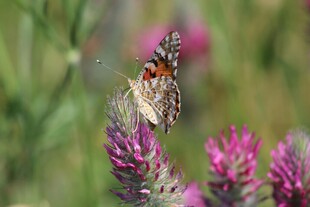蝴蝶停驻于紫色花朵间