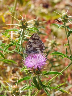 蝴蝶停驻在紫色花朵上
