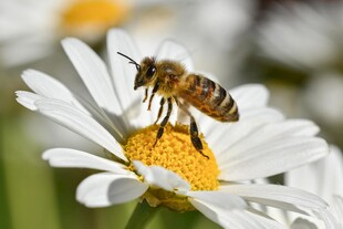 蜜蜂采蜜于白色雏菊上
