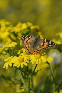 蝴蝶停驻黄色小花间