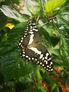 绿叶上的美丽蝴蝶