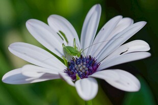白色雏菊上的绿色小昆虫