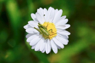 白色雏菊绽放于绿野