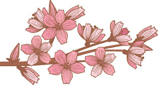 手绘粉色樱花枝