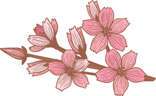 粉色樱花枝插画