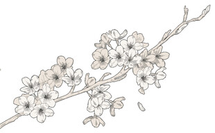 手绘樱花枝