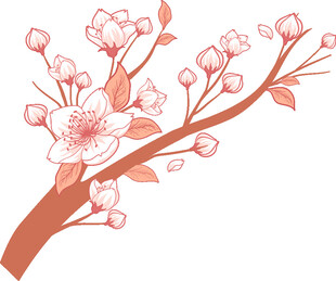 粉色樱花枝插画